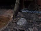 thumbs/NZ_Riki_0470.jpg