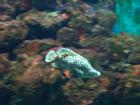 thumbs/NZ_Riki_0474.jpg