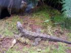 thumbs/NZ_Riki_0476.jpg