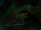 thumbs/NZ_Riki_0487.jpg