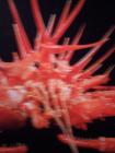 thumbs/NZ_Riki_0541.jpg