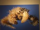 thumbs/NZ_Riki_0543.jpg