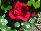 thumbs/NZ_Riki_0571.jpg