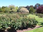 thumbs/NZ_Riki_0572.jpg