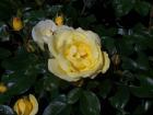 thumbs/NZ_Riki_0573.jpg