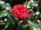 thumbs/NZ_Riki_0574.jpg