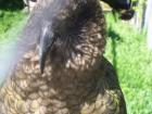 thumbs/NZ_Riki_0586.jpg