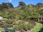 thumbs/NZ_Riki_0765.jpg
