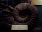 thumbs/NZ_Riki_0810.jpg