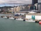 thumbs/NZ_Riki_0883.jpg