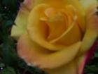 thumbs/NZ_Riki_0964.jpg