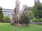thumbs/NZ_Riki_0965.jpg