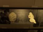 thumbs/NZ_Riki_0978.jpg