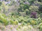 thumbs/NZ_Riki_1036.jpg