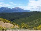 thumbs/NZ_Riki_1051.jpg