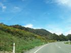 thumbs/NZ_Riki_1061.jpg