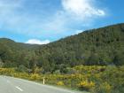 thumbs/NZ_Riki_1062.jpg