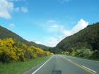 thumbs/NZ_Riki_1066.jpg