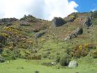 thumbs/NZ_Riki_1075.jpg