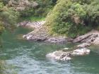 thumbs/NZ_Riki_1083.jpg