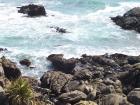 thumbs/NZ_Riki_1111.jpg