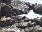 thumbs/NZ_Riki_1112.jpg