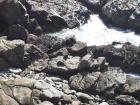 thumbs/NZ_Riki_1113.jpg