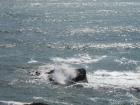 thumbs/NZ_Riki_1115.jpg