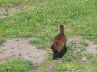 thumbs/NZ_Riki_1117.jpg