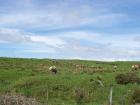 thumbs/NZ_Riki_1119.jpg