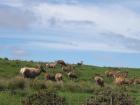 thumbs/NZ_Riki_1120.jpg