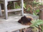 thumbs/NZ_Riki_1240.jpg