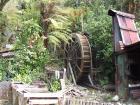 thumbs/NZ_Riki_1241.jpg