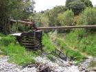 thumbs/NZ_Riki_1245.jpg