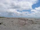 thumbs/NZ_Riki_1258.jpg