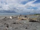 thumbs/NZ_Riki_1259.jpg
