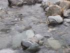 thumbs/NZ_Riki_1356.jpg