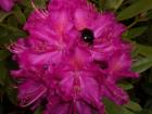 thumbs/NZ_Riki_1382.jpg