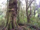 thumbs/NZ_Riki_1402.jpg