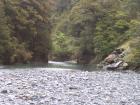 thumbs/NZ_Riki_1414.jpg