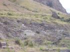 thumbs/NZ_Riki_1433.jpg