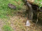 thumbs/NZ_Riki_1482.jpg