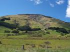 thumbs/NZ_Riki_1595.jpg