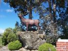 thumbs/NZ_Riki_1597.jpg