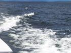 thumbs/NZ_Riki_1616.jpg