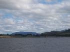 thumbs/NZ_Riki_1621.jpg