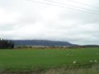 thumbs/NZ_Riki_1633.jpg