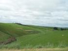 thumbs/NZ_Riki_1644.jpg