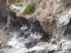thumbs/NZ_Riki_1670.jpg