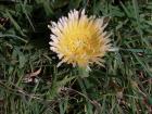 thumbs/NZ_Riki_1672.jpg